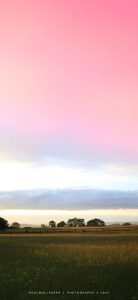 壁纸分享-鸡屁菇