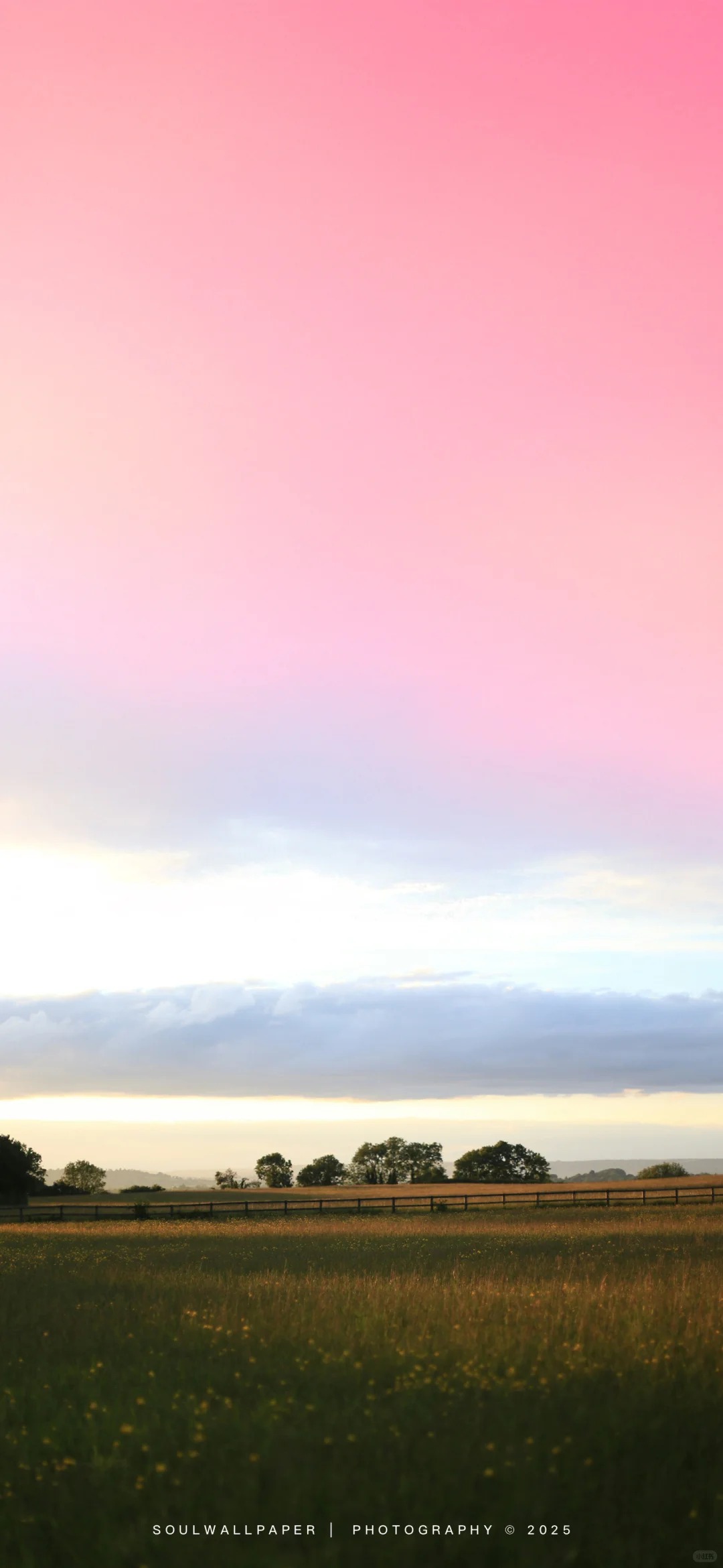 壁纸分享-鸡屁菇