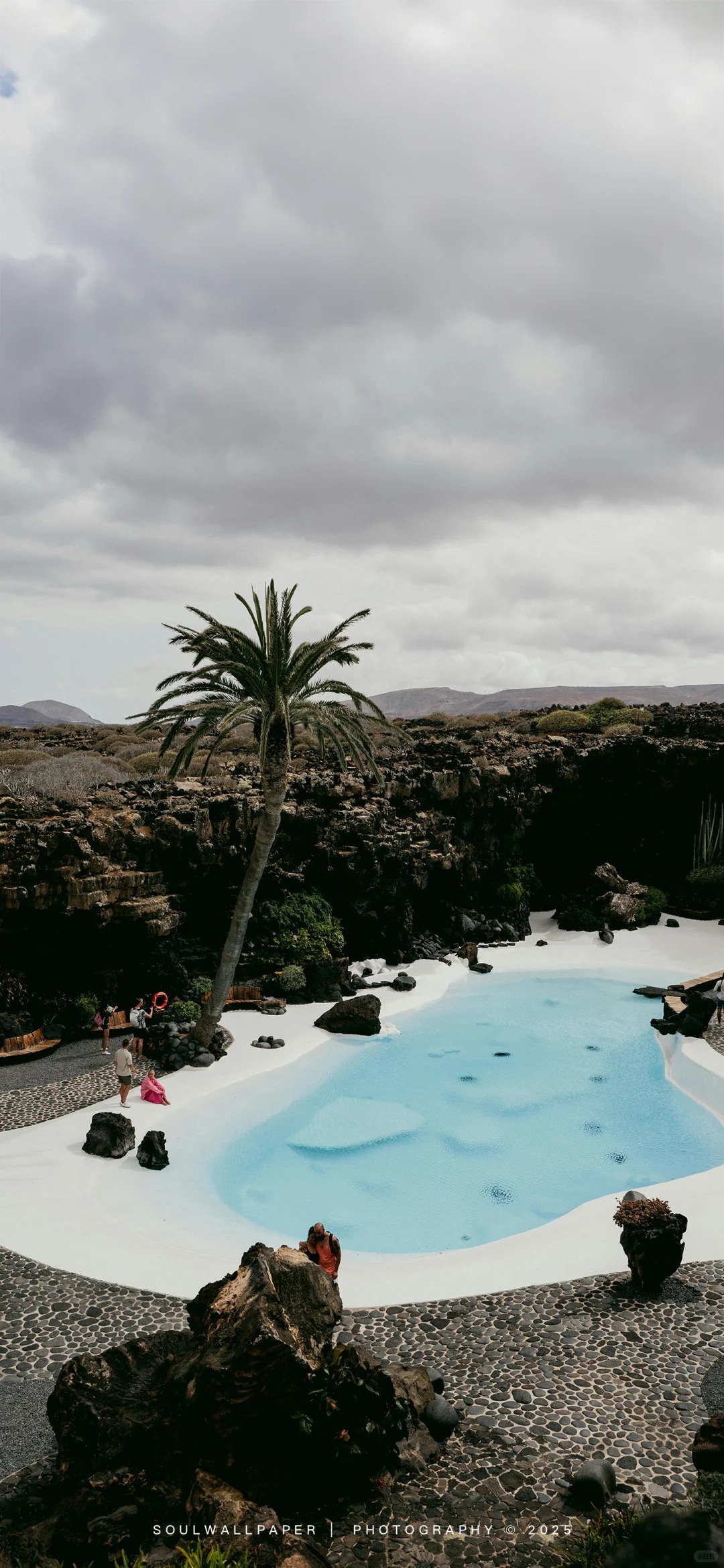 壁纸分享-鸡屁菇